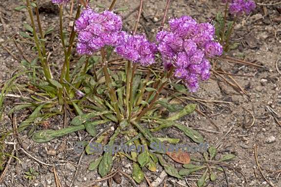 calyptridium monospermum 3 graphic